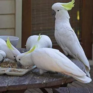 здоровые и радушным семейством Cockeriels попугаев на продажу