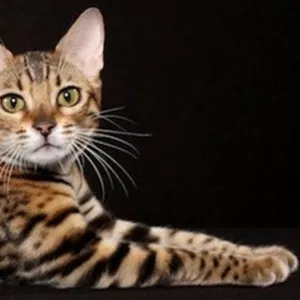 Бенгальские котята - ХОЧЕШЬ ДОМА ЛЕОПАРДА?