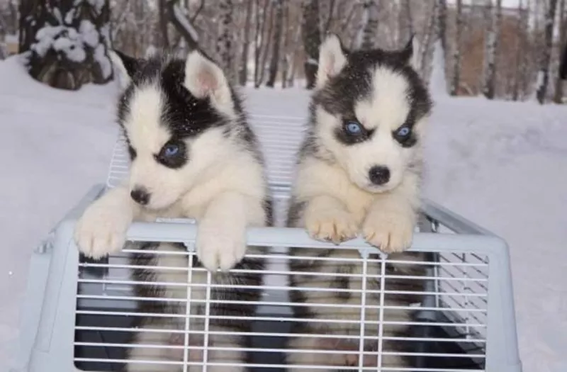 Красивые щенки хаски сибирский с голубыми глазами, 